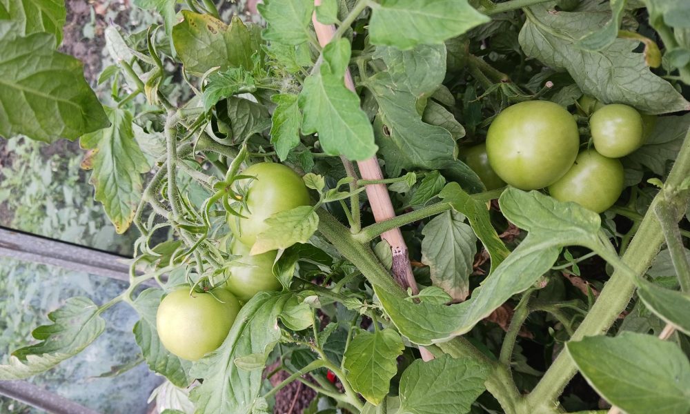 Become a business champion and grow new CSR opportunities